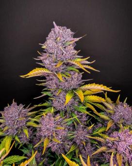 Purple Lemonade Auto - картинка 4