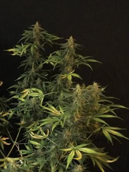 Auto AK XXL Genetics - картинка 2