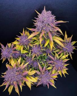 Purple Lemonade Auto - картинка 1