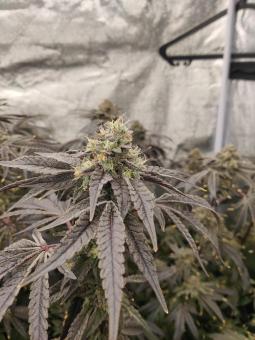 Super Lemon Haze x RS11 (Feminised) - картинка 4