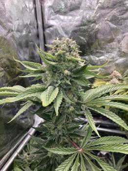 Jack Herer (Feminised)