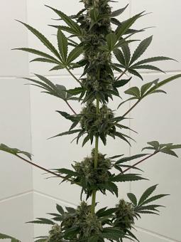 Super Lemon Haze Auto (Feminised) - картинка 3