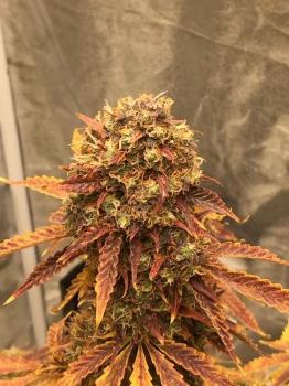 Super Bud Auto (Feminised)