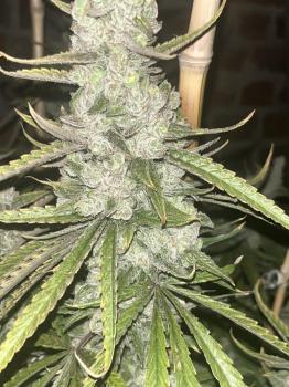 Super Lemon Haze x Pink Cande (Feminised)