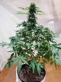 Auto Hulk OG genetics - картинка 5