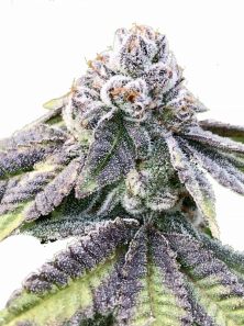 Auto Cherry Breath genetics