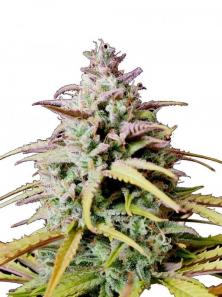 Calamity Jane Auto