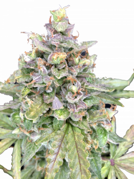 Critical Herer Genetics