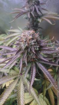 Sweet Valley Kush (Feminised)