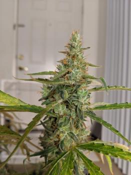 Black Jack Auto