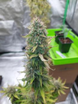 Blueberry Auto