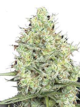 Big Bang Auto (Feminised)