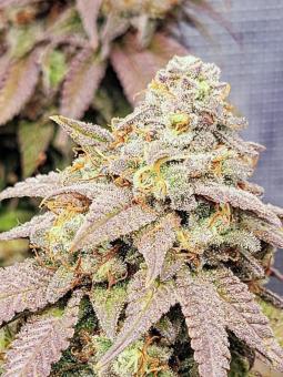 Sour Gorilla Genetics - картинка 3