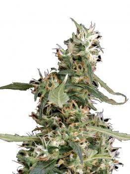 Arjan's Ultra Haze 1 (Feminised)