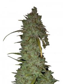 Bruce Banner Auto