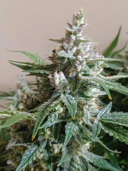 Auto Sweet Bourbon Kush - картинка 6