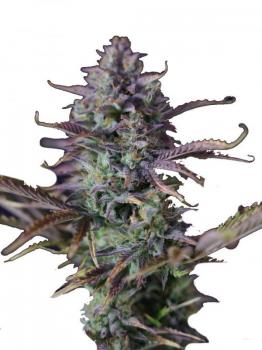 King's Kush (Feminised)