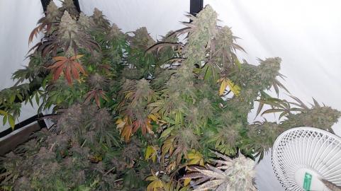 Super Lemon Haze x GMO (Feminised) - картинка 3