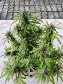 Auto Big Joy Genetics - картинка 6