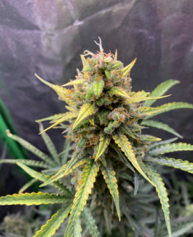 Exodus Cheese Auto (Feminised) - картинка 1