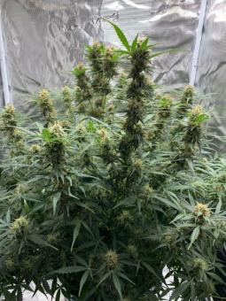 Original Auto Big Bud - картинка 2