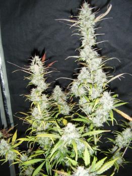 Critical Plus Auto