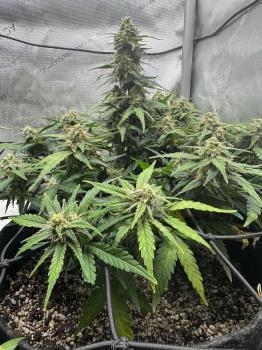 Jack Herer Auto