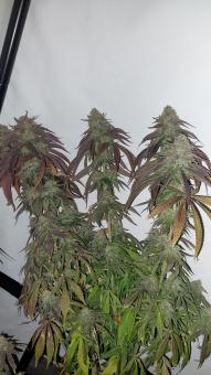 Super Lemon Haze x GMO (Feminised) - картинка 4