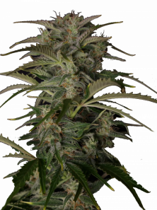 Auto White Devotchka genetics