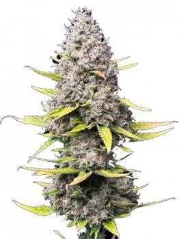 Super Silver Haze (Feminised)