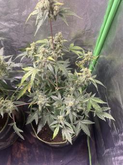 Exodus Cheese Auto (Feminised) - картинка 2