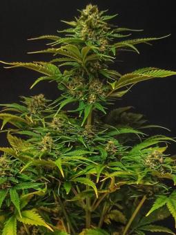 Auto Mandarin Cream XXL Genetics - картинка 3