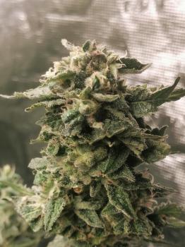 Sweet Mandarine Zkittlez F1 Fast Version