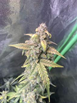 Exodus Cheese Auto (Feminised) - картинка 1