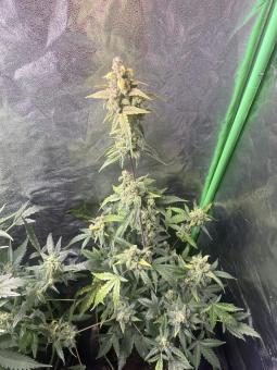 Exodus Cheese Auto (Feminised) - картинка 3