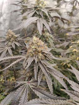 Super Lemon Haze x RS11 (Feminised) - картинка 3