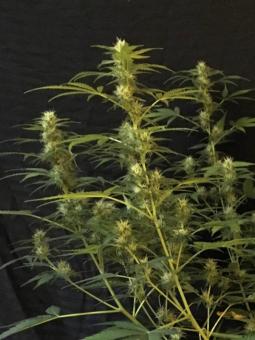 Auto AK XXL Genetics - картинка 3