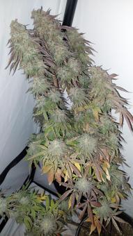 Super Lemon Haze x GMO (Feminised) - картинка 2