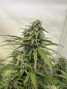 Sugarlato Auto (Feminised)