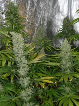 Auto Northern Light Genetics - картинка 4