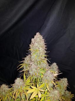 Gorilla Glue Auto / Glue Auto - картинка 1